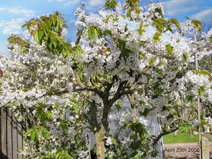 Tree- click for photo gallery